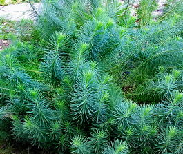 Молочай кипарисовый (Euphorbia cyparissias)