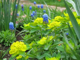 Молочай многоцветковый (Euphorbia polychroma)