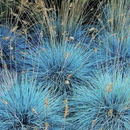 Овсяница сизая (Festuca glauca)