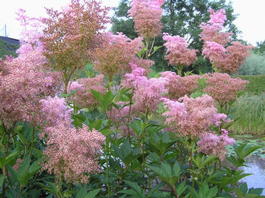 Лабазник красный (Filipendula rubra)