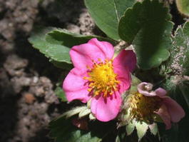 Декоративная земляника (Fragaria)