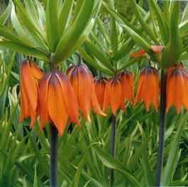 Рябчик императорский (Fritillaria imperialis)