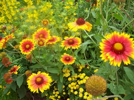Гайлардия гибридная (Gaillardia hybrida)
