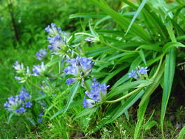 Горечавка даурская (Gentiana dahurica)