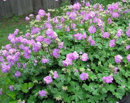 Герань кембриджская (Geranium cantabrigiense)