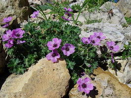 Герань пепельная «Балерина» (Geranium cinereum «Ballerina»)