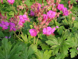 Герань крупнокорневищная (Geranium macrorrhizum)
