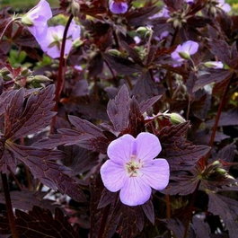 Герань пятнистая «Espresso» (Geranium maculatum «Espresso»)