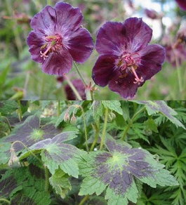 Герань темная (Geranium phaeum)