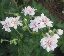 Герань луговая «Double Jewel» (Geranium pratense «Double Jewel»)