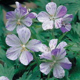 Герань луговая «Splish-Splash» (Geranium pratense «Splish-Splash»)