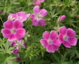 Герань кроваво-красная «Elke» (Geranium sanguineum «Elke»)