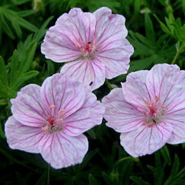 Герань кроваво-красная «Striatum» (Geranium sanguineum ssp striatum)