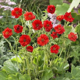 Гравилат чилийский «Blazing Sunset» (Geum chiloense «Blazing Sunset»)