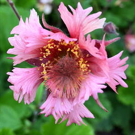 Гравилат чилийский «Pink Fluffy» (Geum chiloense «Pink Fluffy»)