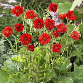 Гравилат чилийский «Метеор» (Geum chiloensis)