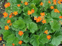 Гравилат ярко-красный (Geum coccineum)