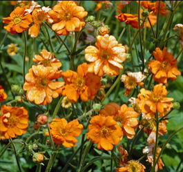 Гравилат гибридный «Princess Juliana» (Geum hybridum «Princess Juliana»)