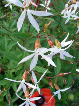 Гилления трехлистная (Gillenia trifoliata)