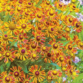 Гелениум осенний «Betty» (Helenium autumnal «Betty»)