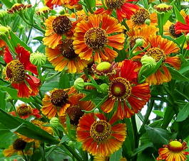 Гелениум осенний (Helenium autumnale)