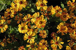 Гелениум осенний «Can can» (Helenium autumnale «Can can»)