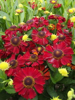 Гелениум осенний «Hot Lava» (Helenium autumnale «Hot Lava»)