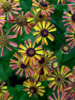 Гелениум осенний «Tie Dye» (Helenium autumnale «Tie Dye»)