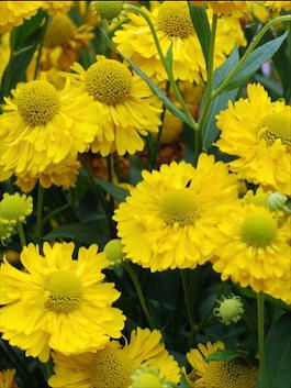 Гелениум гибридный «Double Trouble» (Helenium hybride «Double Trouble»)