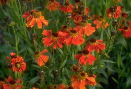 Гелениум гибридный «Moerheim Beauty» (Helenium hybride «Moerheim Beauty»)
