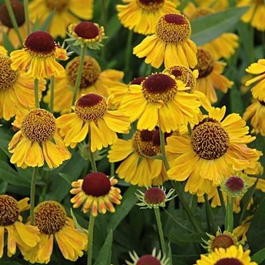 Гелениум гибридный «The Bishop » (Helenium hybride «The Bishop»)