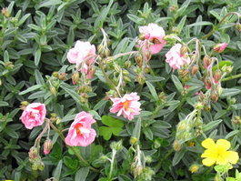 Солнцецвет гибридный «Аннабель» (Helianthemum hybridum «Annabel»)