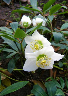 Морозник черный (Helleborus niger)