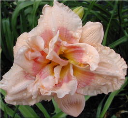 Лилейник «Big Kiss» (Hemerocallis «Big Kiss»)