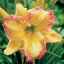 Лилейник «Big Smile» (Hemerocallis «Big Smile»)