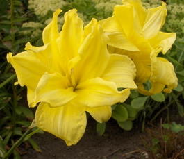Лилейник « Double River Wye» (Hemerocallis « Double River Wye»)