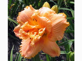Лилейник «Jerry Pate Williams» (Hemerocallis «Jerry Pate Williams»)
