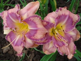 Лилейник «Mildred Mitchell» (Hemerocallis «Mildred Mitchell»)