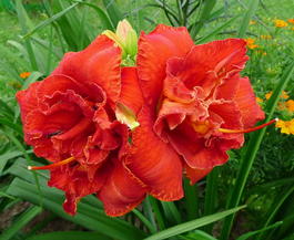 Лилейник «Moses Fire» (Hemerocallis «Moses Fire»)