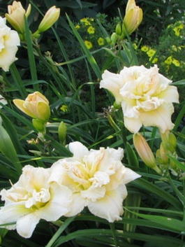 Лилейник «Schnickel Fritz» (Hemerocallis «Schnickel Fritz»)