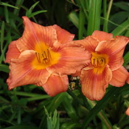 Лилейник «South Seas» (Hemerocallis «South Seas»)