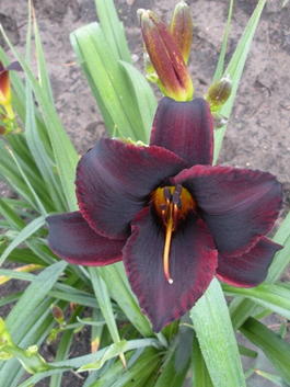 Лилейник «Starling» (Hemerocallis «Starling»)