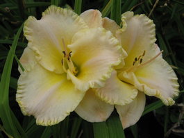 Лилейник гибридный «Blizzard Bay» (Hemerocallis hybrid «Blizzard Bay»)