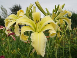Лилейник гибридный «Heavenly Flight of Angels» (Hemerocallis hybrid «Heavenly Flight of Angels»)