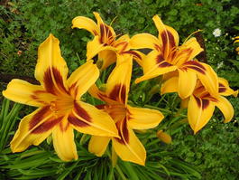 Лилейник гибридный «Bonanza» (Hemerocallis hybrida «Bonanza»)