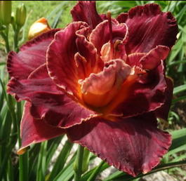 Лилейник гибридный «Burgundy Love» (Hemerocallis hybrida «Burgundy Love»)