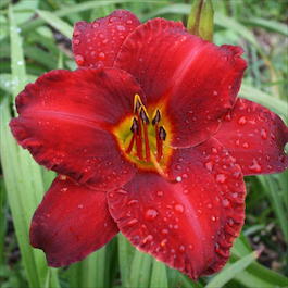 Лилейник гибридный «Chicago Apache» (Hemerocallis hybrida «Chicago Apache»)