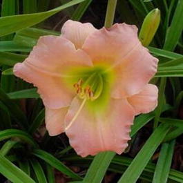 Лилейник гибридный «Chorus Line» (Hemerocallis hybrida «Chorus Line»)