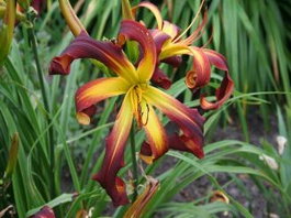 Лилейник гибридный «Dancing on Air» (Hemerocallis hybrida «Dancing on Air»)