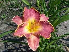 Лилейник гибридный «David Kirchhoff» (Hemerocallis hybrida«David Kirchhoff»)